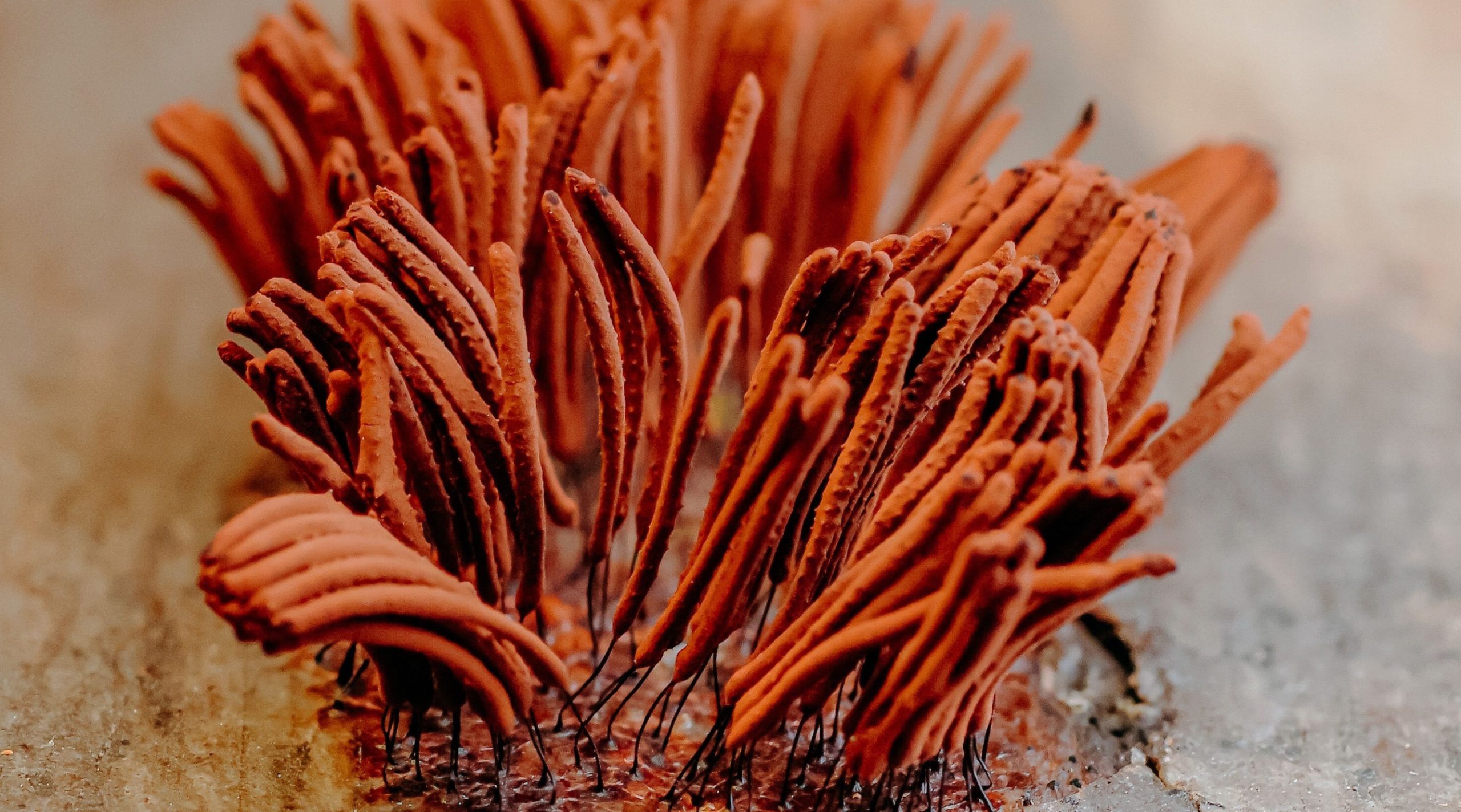 Cordyceps en eicelopbrengst